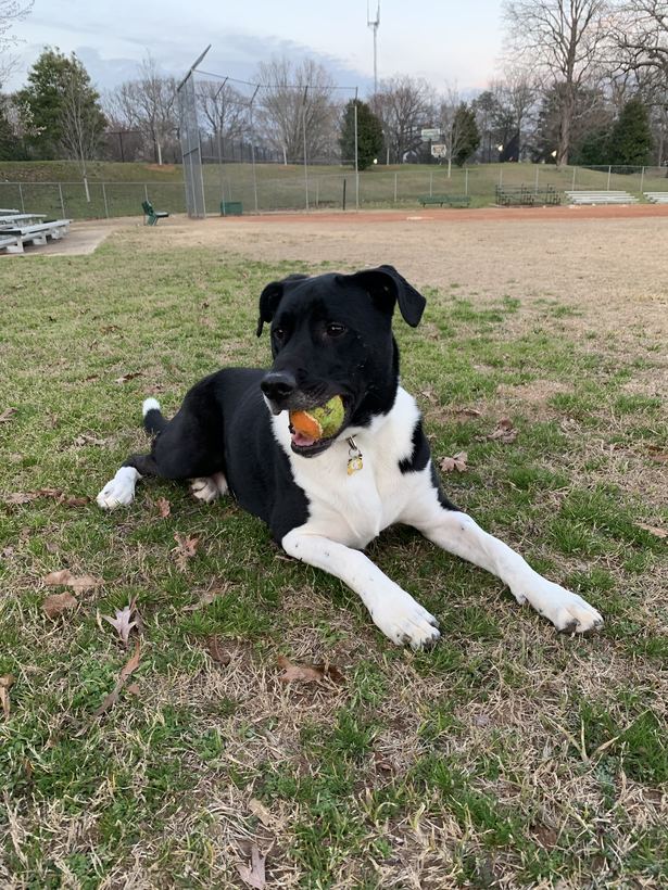 A black-and-white dog sitting in the grass at a ball field with a tennis ball in his mouth