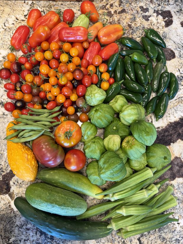 A summer harvest from the backyard garden: tomatoes, jalapeños, tomatillos, okra, and cucumbers piled on the counter